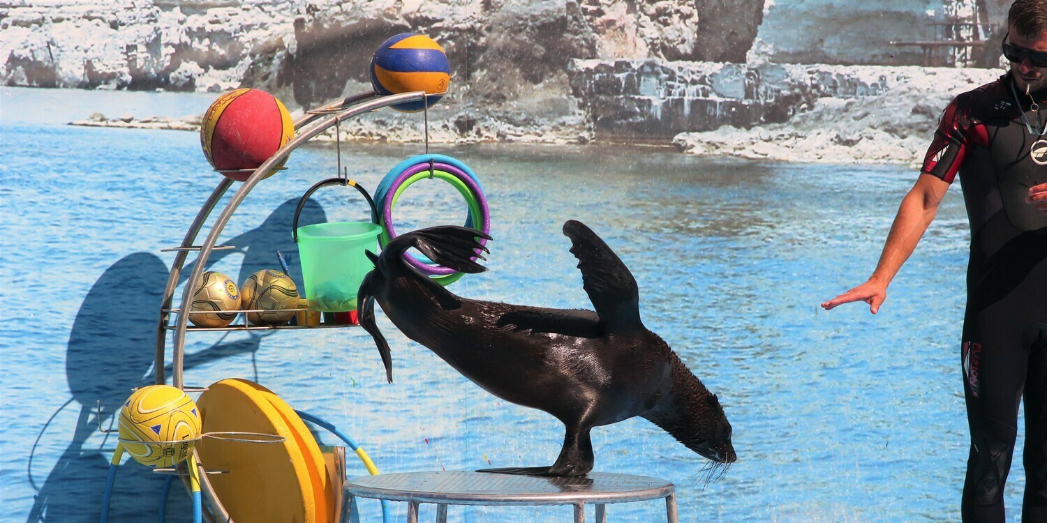 Дельфинарий на Большом Атлеше